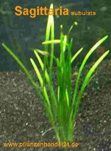 Mühlan Wasserpflanzen 5 Bunde Sagittaria subulata, Pfeilkraut, Aquarium