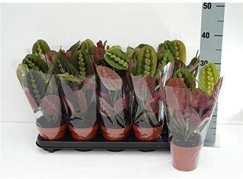 Maranta Leuconeura Fascinator Tricolor – 30 cm Pfeilwurz Zimmerpflanze | Luftreinigend & Pflegeleicht | Perfekt für Wohnzimmer & Büro