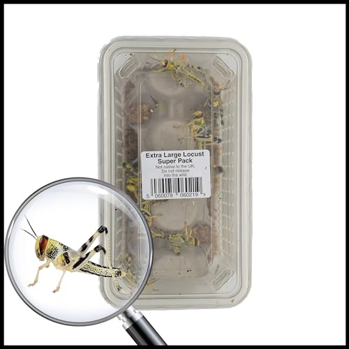 Livefoods4u Extra Large Live Locusts 35-50mm Super Tub 15 | Reptile Food XL