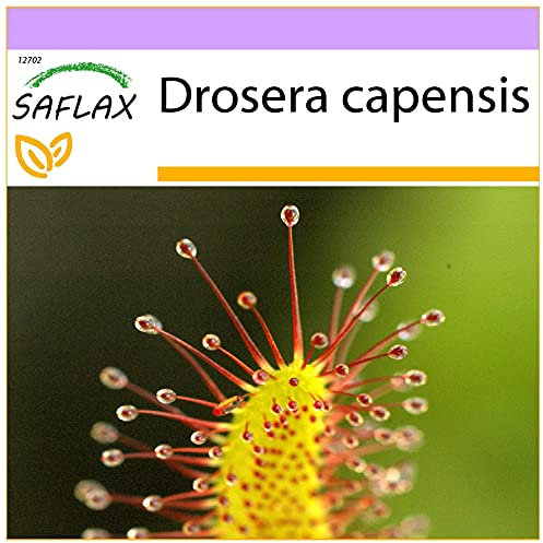 SAFLAX - Drosera - 200 semi - Drosera capensis
