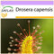 SAFLAX - Drosera - 200 semi - Drosera capensis