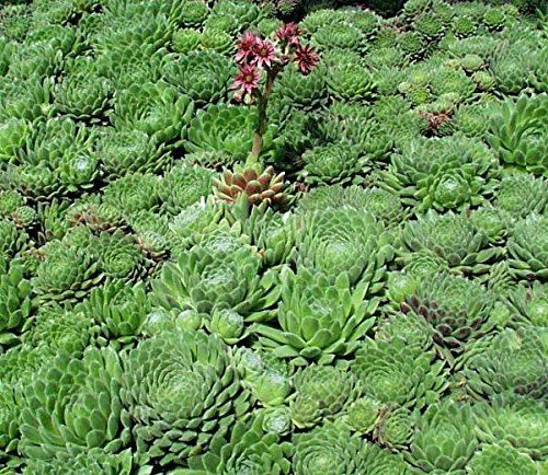 Sempervivum Seeds, Montanum,House Leek, Aka Hens and Chickens (100 Seeds) RHS Award of Garden Merit