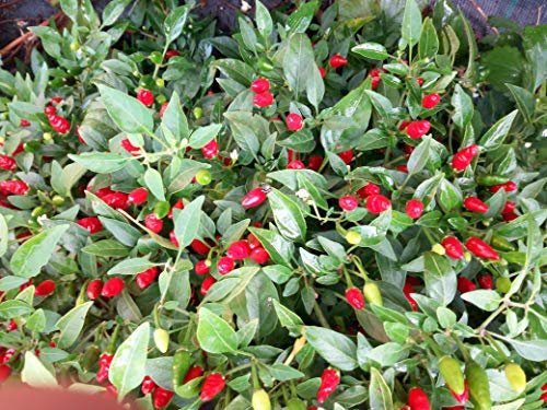 SEMI PEPERONCINO-PIMENTA MALAGUETA