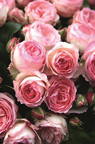 Kletterrose Mini Eden Rose im 7 Liter Rosentopf