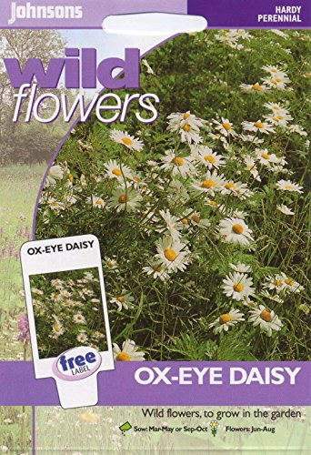 Johnsons Seeds - Pictorial Pack - Flower - Wildflower Ox Eye Daisy - 750 Seeds