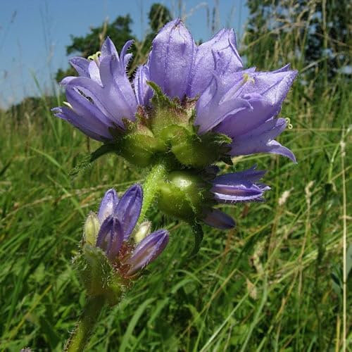 Plant World Seeds - Campanula Cervicaria Seeds (Perennial Flower Seeds)