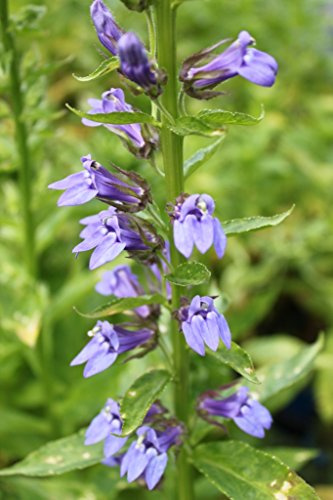 2er-Set - Lobelia siphilitica - blaue Kardinalslobelie - Staudenlobelie - Wasserpflanzen Wolff