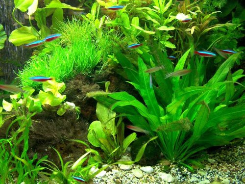 aquariumpflanzen.net 30 Aquarienpflanzen & 1000 ml Wasserflöhe (Daphnien)