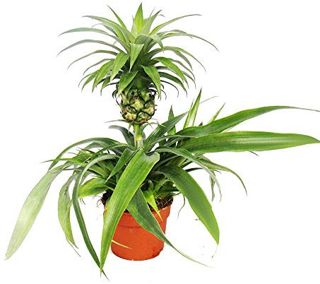 Exotenherz - Ananas Champaca - Zierananas Zimmerpflanze