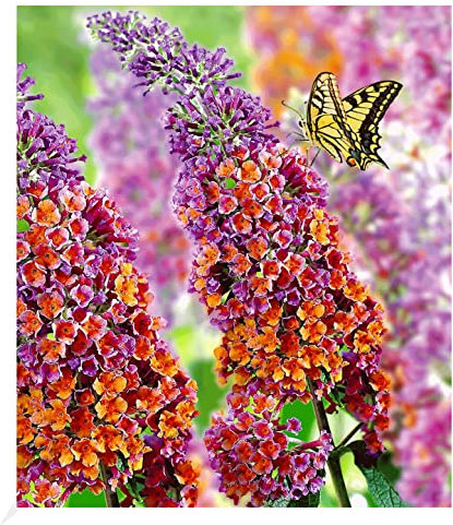 BALDUR Garten Buddleia Sommerflieder Flower Power, 1 Pflanze, Buddleja Hybride, winterharter Schmetterlingsflieder, Schmetterlingsstrauch Zierstrauch, blühend, Buddleja weyeriana
