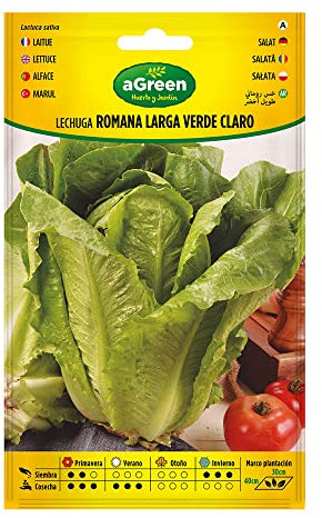 Lechuga ROMANA LARGA VERDE CLARO