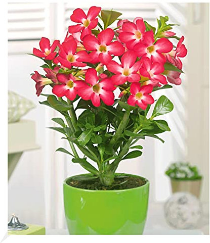 BALDUR Garten Wüsten-Rose 'Rot', 1 Pflanze, Adenium obesum Zimmerpflanze blühend Zimmerpflanze, mehrjährig - frostfrei halten, pflegeleicht, Wasserbedarf gering, blühend