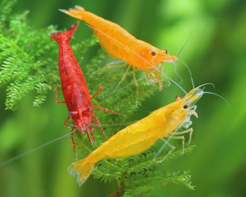 Garnelen Feuer Garnelenmix S | Neocaridina davidi für Aquarium & NanoCube fürs Aquarium - je 2X Yellow Fire, Red Fire Orange Fire 6 Stück
