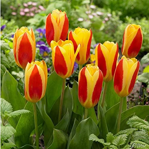 Garten Schlüter Tulpenzwiebeln Stresa Gelb-Rot | Blumenzwiebeln, mehrjährig & robust- Botanische Tulpe Stresa - 7 Tulpen-Zwiebeln