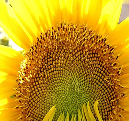 MAMMOTH SUNFLOWER grey stripe BULK 1000 seeds by Honeyman Farms