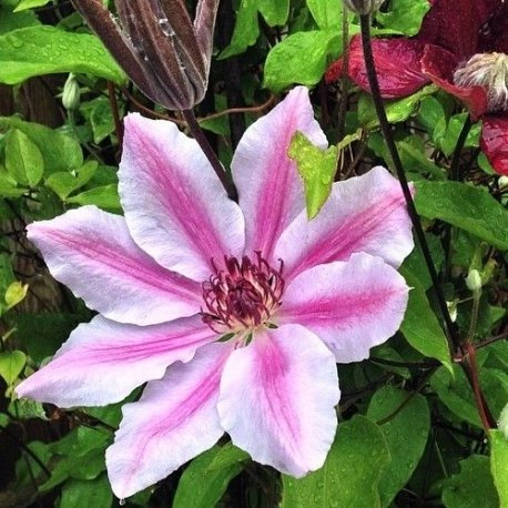 Clematide Nelly Moser - Vaso 1,5 litro (Pianta rampicante - Clematis - Pianta adulta - Resistenza al freddo: Ottima) | ClematisOnline