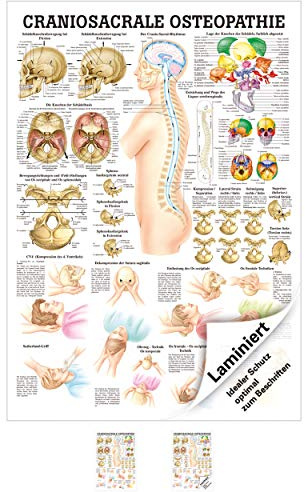 Ruediger Anatomie TA61LAM Craniosacrale Osteopathie Tafel, 70 cm x 100 cm, laminiert