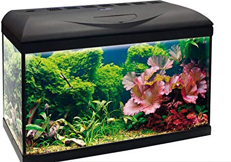 Amtra Basic 60 LED - Acquario completo di 65 litri, illuminazione LED 8500 8W, incluso filtro Filtering Box 150, 60x30x42 cm, nero