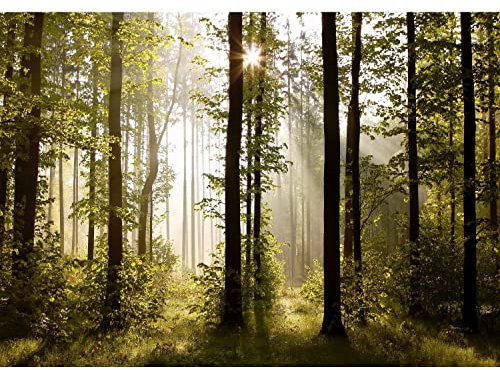 Runa Art Carta da parati fotografica 396 x 280 cm Forest Landscape Sun | Vello Decorazione Murale Soggiorno Camera Da Letto | Manifattura tedesca | verde Brown 9010012a