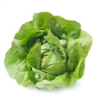 LAITUE POMMEE DU BON JARDINIER