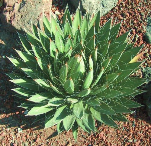Agave Filifera rarer saftigen Faden leaf Pflanzensaat exotische Gärten aloe 15 SEEDS