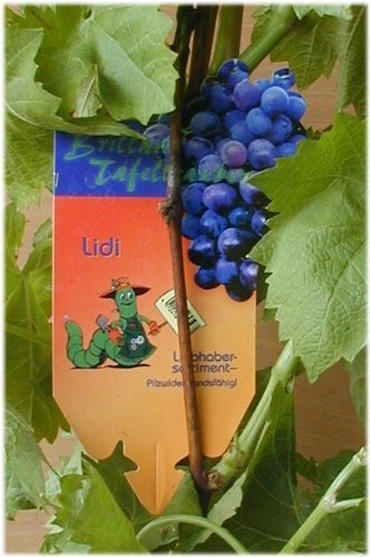 Weinrebe Lidi 80 cm hoch im 3 Liter Pflanzcontainer