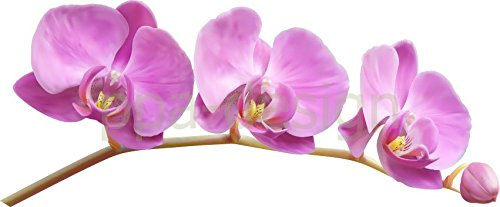 Sticker Autocollant Mural Nature Fleur Orchidée - SAD1005 (Largeur 100cm)