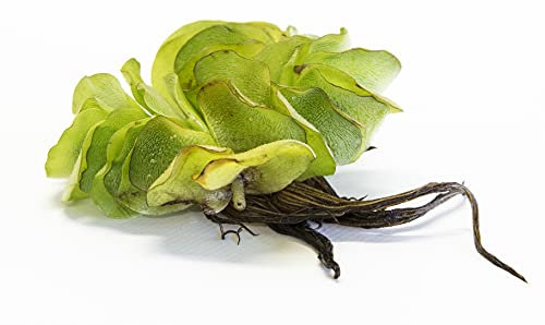 Salvinia Natans Water Butterfly Wings Live Floating Plants