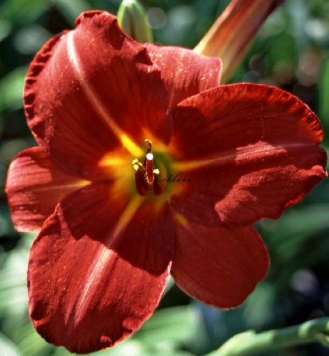 Staudenkulturen Wauschkuhn Hemerocallis Hybr. 'Dewey Roquemore' - Taglilie - Staude im 11cm Topf