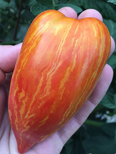 Striped (Speckled) Roman Heirloom Tomato Premium Seeds for Planting Packet