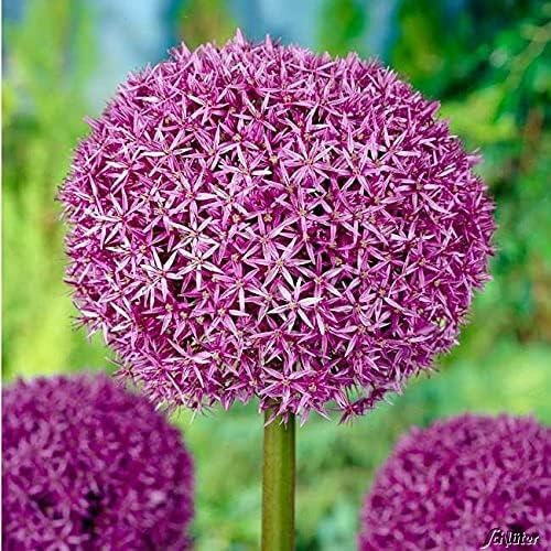Allium Globemaster - 1 Zwiebel Zierlauch/Kugellauch | Blumenzwiebeln zum Pflanzen und Verwildern, lila-violette Blüten, mehrjährig, winterhart