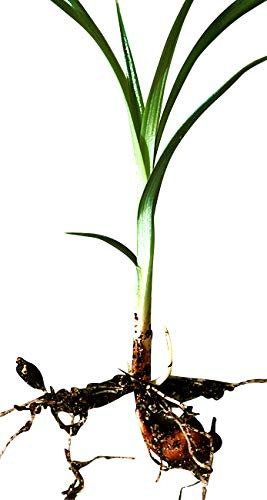 Erdmandel -Cyperus esculentus- 10 Samen/Knollen Hohe Keimfähigkeit ***Leckere Tigernüsse selber züchten***