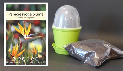 Seedeo Anzuchtset Paradiesvogelblume (Strelitzia Reginae)