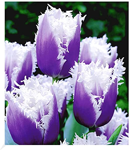 BALDUR Garten 8x Tulpen 'Blue Cummins', Zwiebeln mit Umfang 12 cm | Tulipa, Blumenzwiebeln, pflegeleicht, Wasserbedarf gering, blühend, Schnittblume, bläuliche Crispatulpe