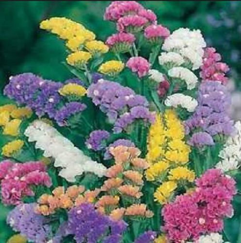 Statice Pacifique Couleurs mélangées 50 graines fraîches excellente SÉCHÉS ET fleurs coupées!
