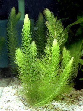 Horngräs – grovt hornblad/Ceratophyllum demersum – 3 band