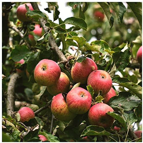 Fiesta Apple Tree 4-5ft in 6L Pot, Self-Fertile,Sweet,Sharp & Juicy 3fatpigs®