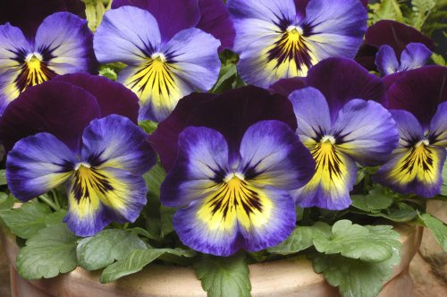 Just Seed - Flower - Pansy - Matrix Midnight Glow F1-300 Seeds - Bulk Packet