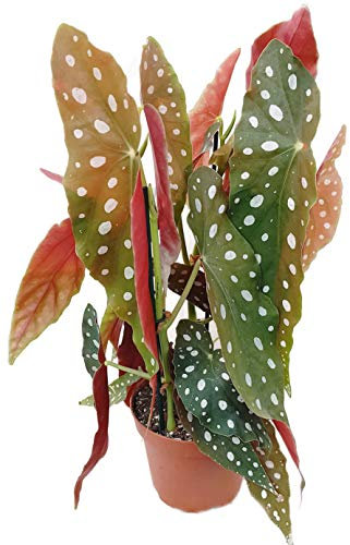 Fangblatt - Begonia maculata wightii - la begonia de la trucha es una planta de interior excepcional y un 'llamativo' en cada alféizar de la ventana - la begonia es una rareza de Brasil