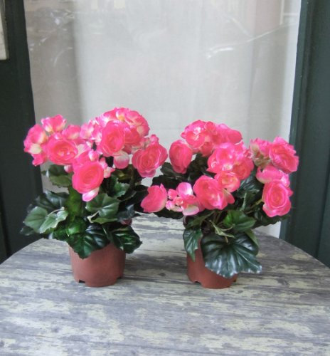 Künstliche Begonien im Topf, 2 Stück mit rötlichen Blüten