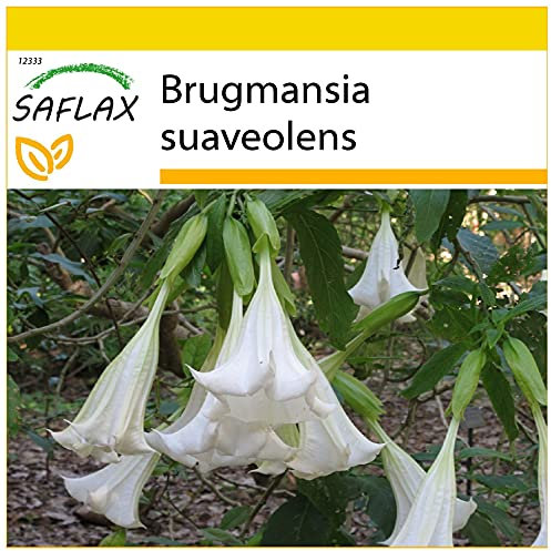 SAFLAX - Anzucht Set - Engelstrompete/Weiß - 10 Samen - Mit Mini-Gewächshaus, Anzuchtsubstrat und 2 Töpfen - Brugmansia suaveolens