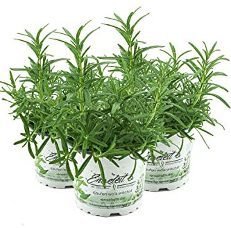 3 Rosmarin Pflanzen im 12 cm Topf - Rosmarinus officinalis, Rosmarin, Marktfrisch