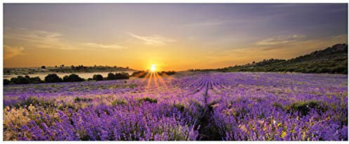 Wallario Glasbild Sonnenuntergang über dem Lavendel - 50 x 125 cm Wandbilder Glas in Premium-Qualität: Brillante Farben, freischwebende Optik