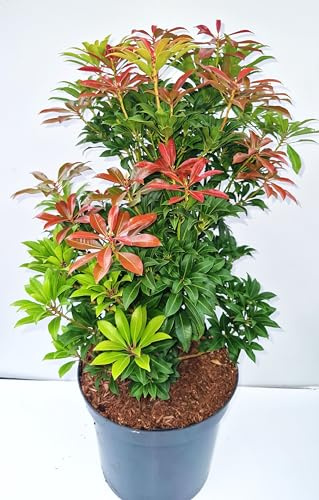 Schattenglöckchen Pieris japonica Mountain Fire 40-50 cm hoch 5 L Topf | Immergrün, winterhart & pflegeleicht – leuchtend roter Austrieb, bienenfreundlich, ideal für Beet & Kübel