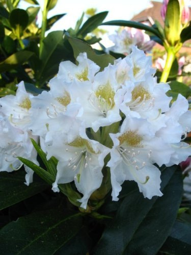 Alpenrose Rhododendron Cunningham's White 50-60 cm hoch 7,5 L Topf | Winterhart, immergrün & duftend – pflegeleicht und schattenverträglich, ideal für halbschattige Beete