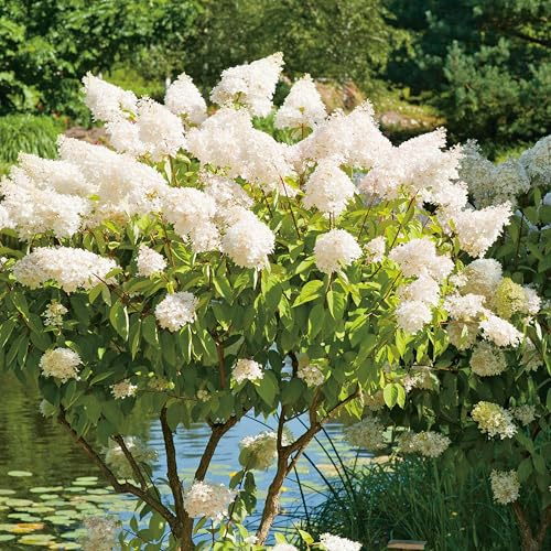 Rispenhortensie Grandiflora weiß-rosa - Hortensie winterhart & mehrjährig - Hydrangea paniculata - 1 Pflanze von Garten Schlüter - Pflanzen in Top Qualität