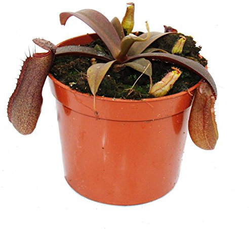 Exotenherz - Plante carnivore à feuilles rouges - Nepenthes - 9 cm