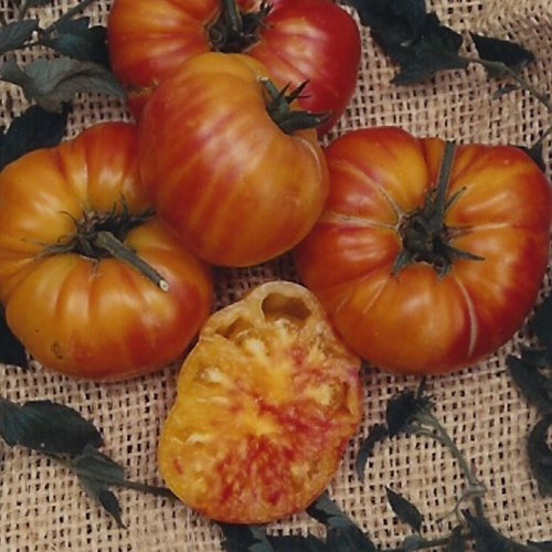 PREMIER SEEDS DIRECT - Tomato Seeds - Old German - Organic (800 Seeds)