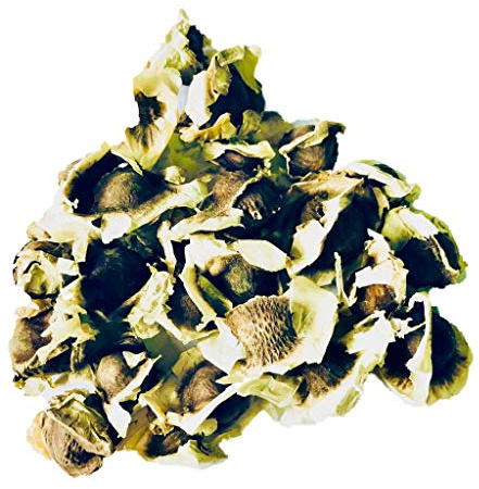 10 Samen Meerrettichbaum -Moringa oleifera- (frischer Direcktimport) Top Qualität -Sehr schnell wachsender Baum- >Viele Wichtige Vitamine<