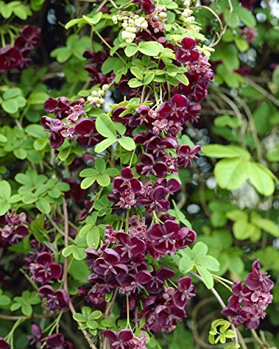 Akebia quinata chocolate vine hardy climbing plant supplied in 1litre pot